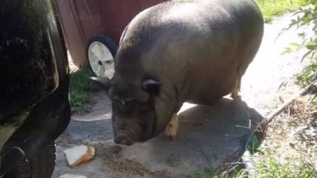 Pot belly sale pig craigslist