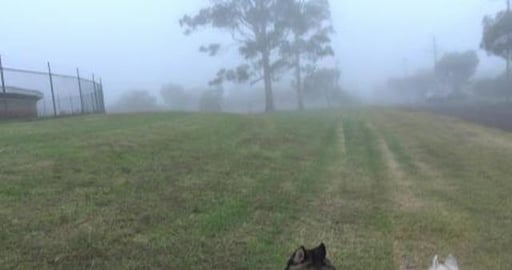 Popped down to see husky Mack, no Eddie today