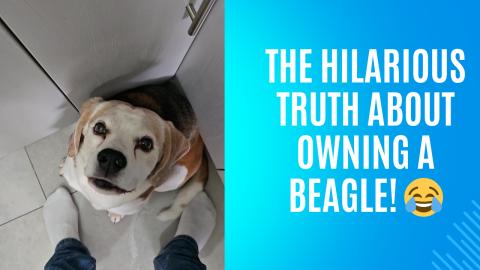 The Hilarious Truth About Owning a Beagle! 