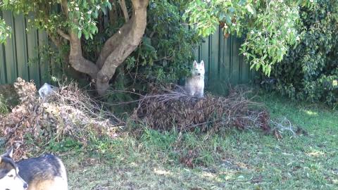 Husky hiding. Needs personal time.
