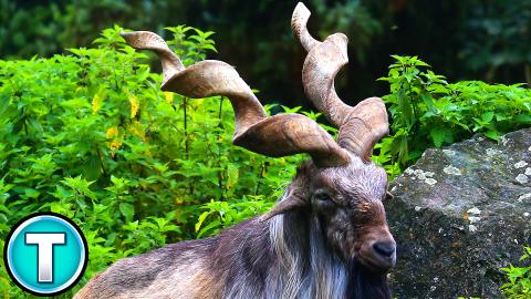 World's Weirdest Animals - Markhor