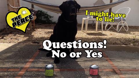 Percy the Labrador - Quiz Time