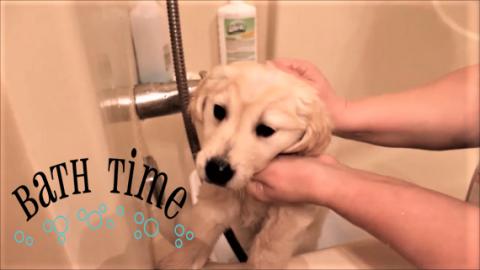 CUTE GOLDEN RETRIEVER PUPPY FIRST BATH!