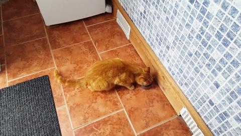 Kitten Elvis loves his dry food