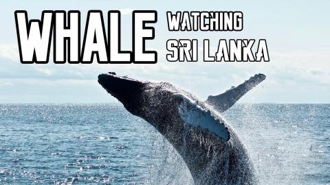 Whale Watching, Galle and the BEST crab in Colombo - Sri ...