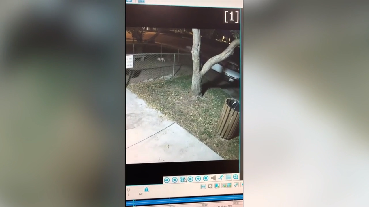 Video shows person throwing 5 dogs over fence at animal shelter in