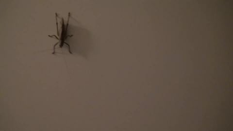 Husky house get intruder