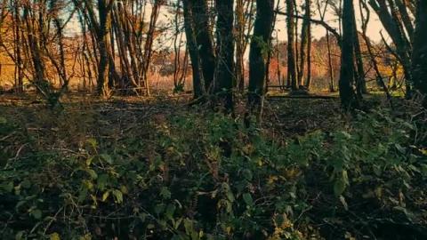 Relaxing sound, forest is amazing