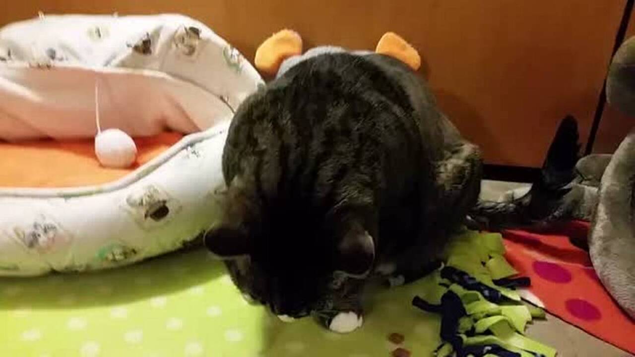 Sacramento Bradshaw shelter offers 5 cat adoptions Fridays