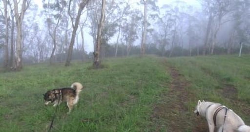 Bushwalking with husk's at Glenn Lomond Park