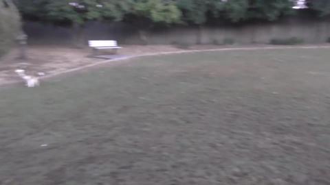 Donkey in a tree Stanley is back to say hi to Malamute & ...