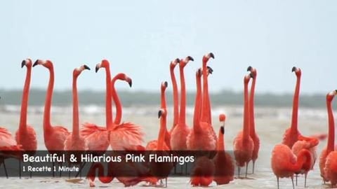 Beautiful & Hilarious Pink Flamingos (shorts)