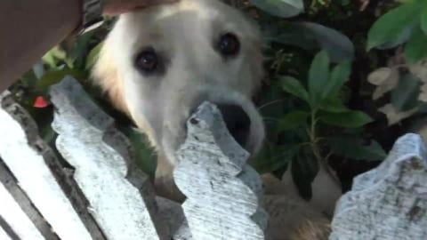 3 Golden Retrievers (inc, Eddie) and a Husky friend.
