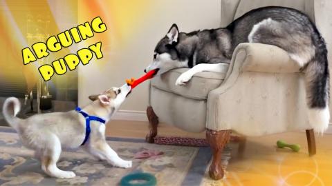 Stubborn Husky Puppy Has Heated Debate With His Cousin | ...
