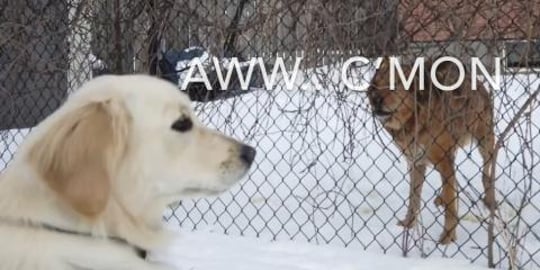 Exploring with Lola and DJI Osmo.. Meeting Friends along ...