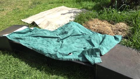 Husky still limping & Guinea Pigs hiding