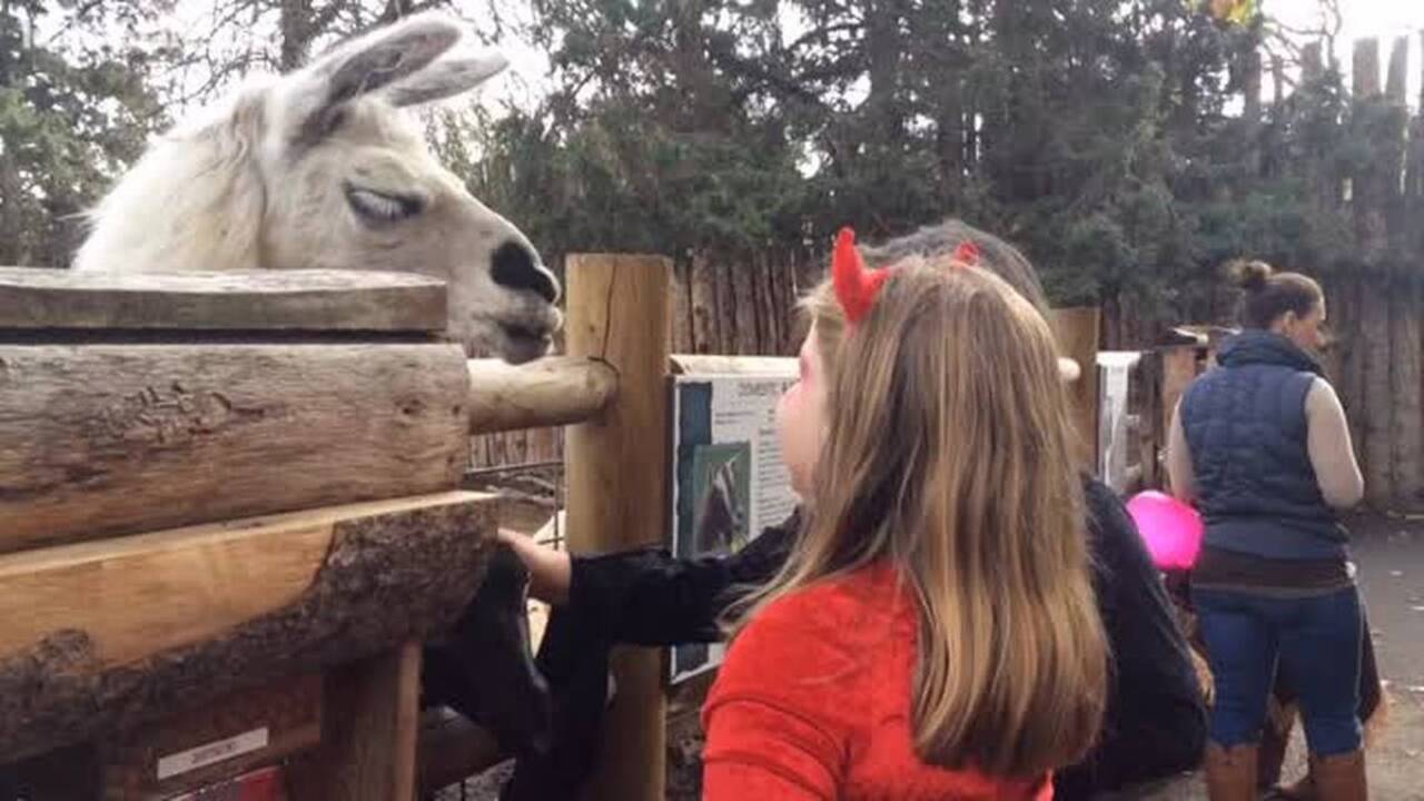 Boo at the Zoo draws thousands to Zoo Boise Idaho Statesman