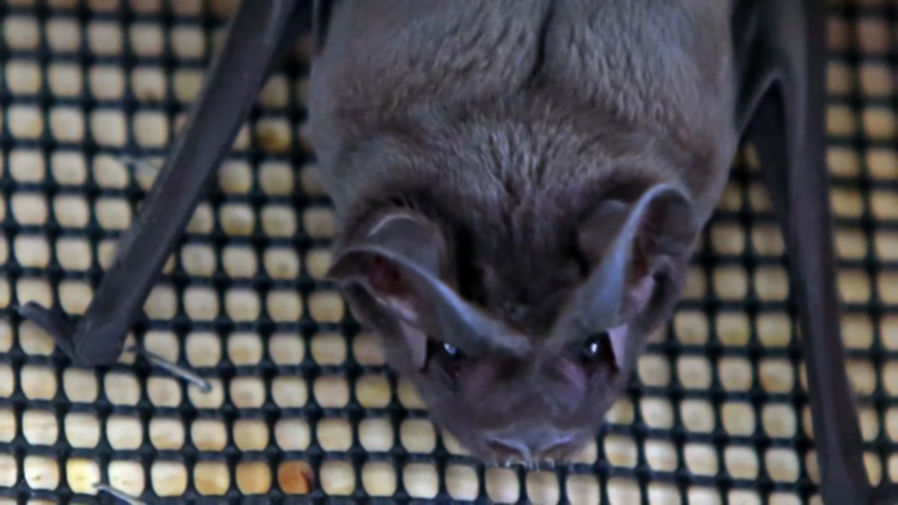 Bruce the Florida bat Miami Herald