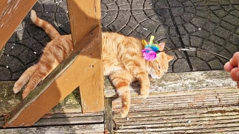 Kitten Elvis loves the new toy