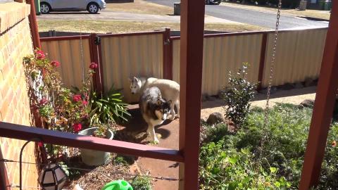 Malamute & Husky enjoying moms house