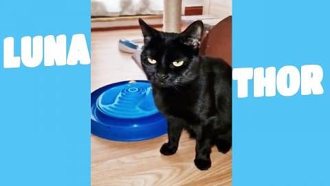 Love Luna she is is a amazing kitten