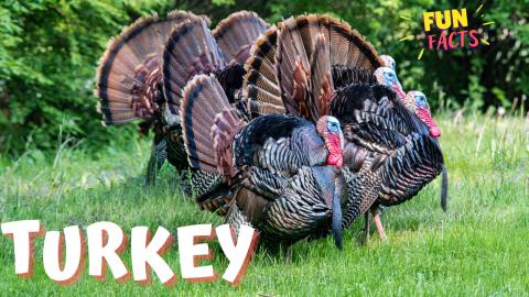 Amazing Turkey | Fun Facts 
