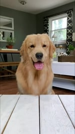 My Dog Reaches One Million Instagram Followers!