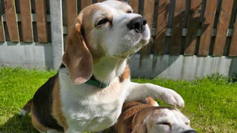 What to Expect When You Get a Beagle
