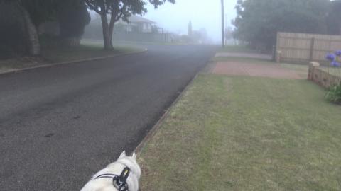 Even an old Husky has no patience