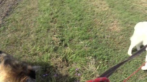 Checking out Shell Energy power station with Husky's