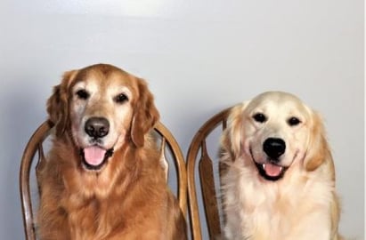 Golden Retriever Dogs Knock Over Brick Wall!