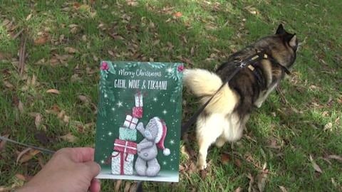 A card from Aunt Clare & visiting Golden Retriever & husk...