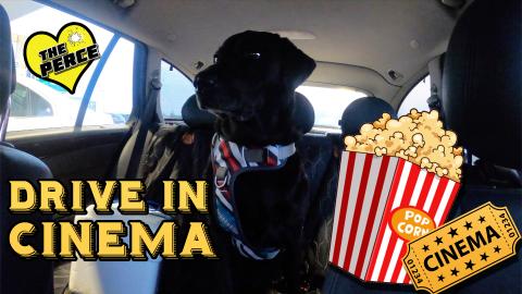 Percy the Labrador goes to the Drive-In Cinema