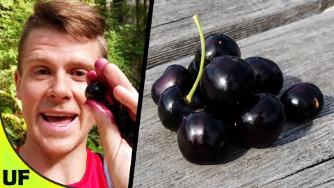 The BEST Cherry?? Black Cherry Taste Test | Unusual Foods...