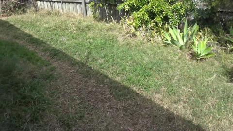 Reno fail, Malamute not impressed