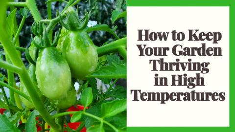 How to Effectively Water Your Plants In Hot Temperatures ...