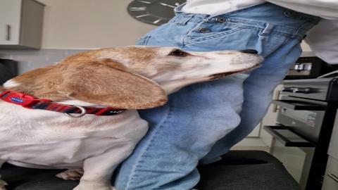 Way to the beagle heart