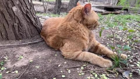 Cat in nature. Relaxing nature sounds of birds, water. 