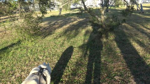 Noisy power station doesn't stop hunting Husky