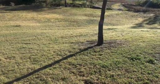 Walk around Cambooya, Husky girl really wants a horse Pt ...