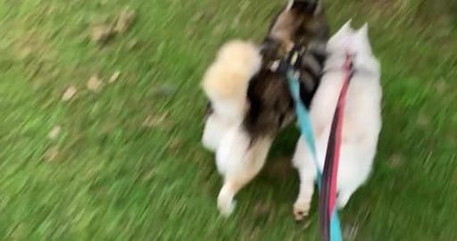 Thick fog but told to go on my walk & finally caught up w...