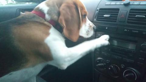 Dog Knows How to Turn Radio in the Car