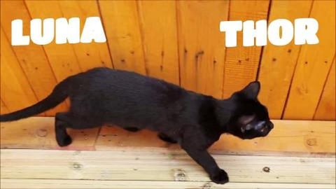 How cute from 1 to 10 ?