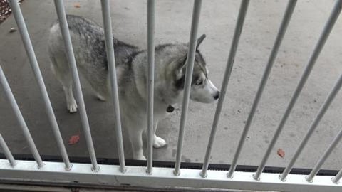 Third time's the charm to see Husky Mack