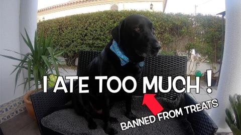 Percy the Black Labrador Visits Steve and Julie for a Din...