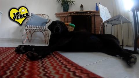 Our Dog Percy the Black Labrador lazing around during Loc...