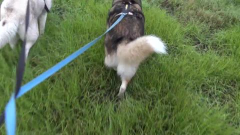 Hiking through long grass with a Malamute & Husky