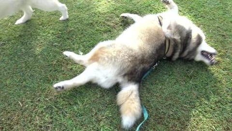 Walking through the center of town - Helidon