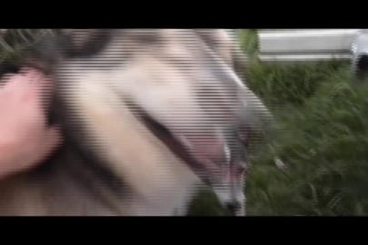 Huskies play in backyard whilst mother terrier watches on...