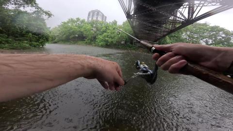 Fish of the Day